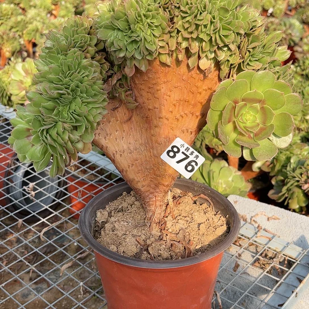 876万圣节缀化法师一颗