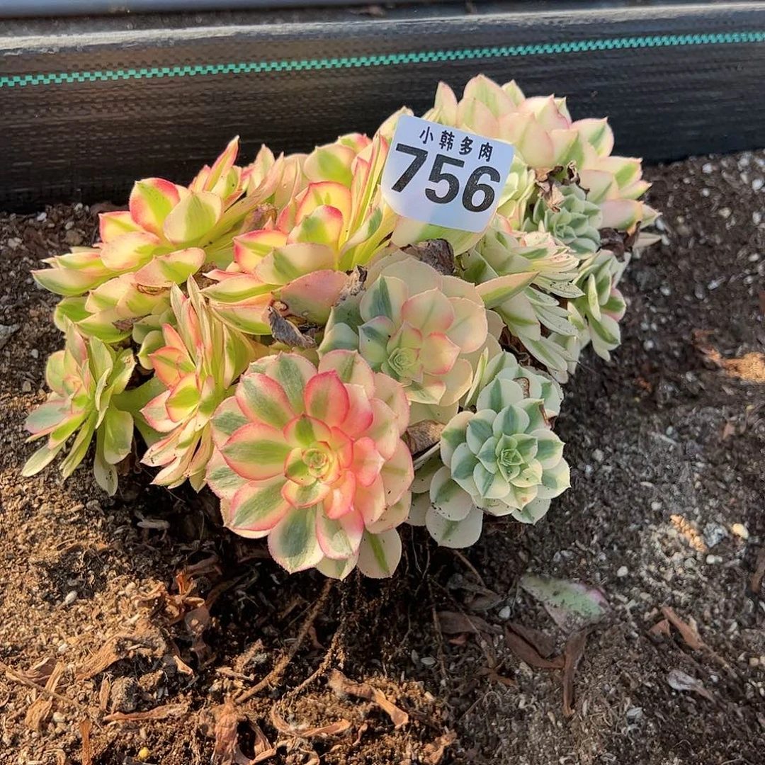 信*阁756倾城法师三颗一组