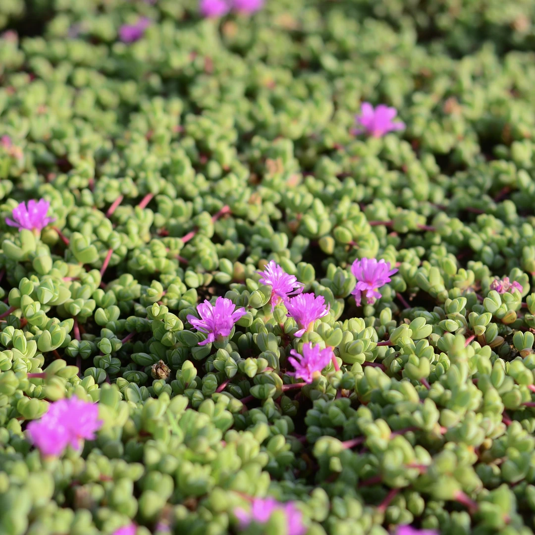 碧玉莲多肉会开花多侧头小型群生吊兰脱土裸根发货18公分起发包邮