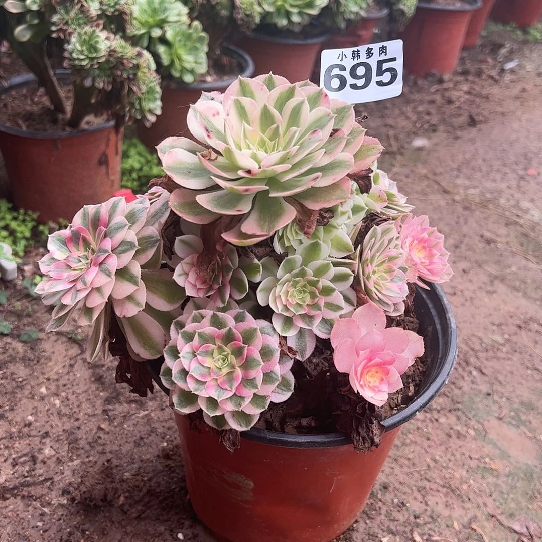 695倾城捧花一颗