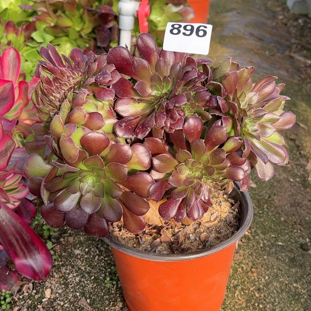 【闪购商品】紫砂花盆896
