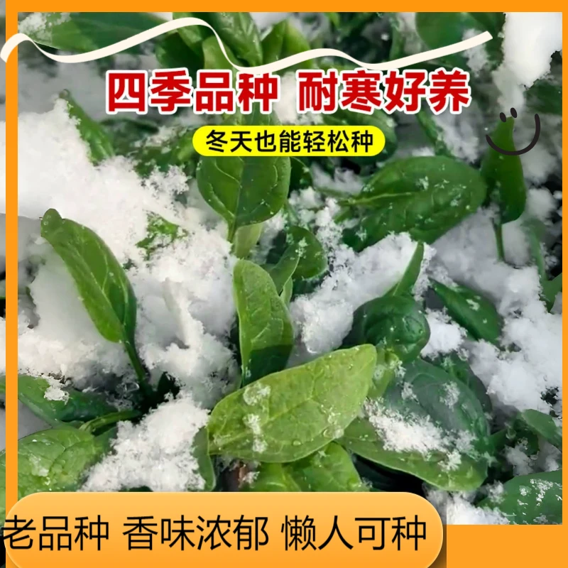 小叶大叶老品菠菜种子秋冬季耐寒香味浓郁种孑四季速生农家蔬菜籽