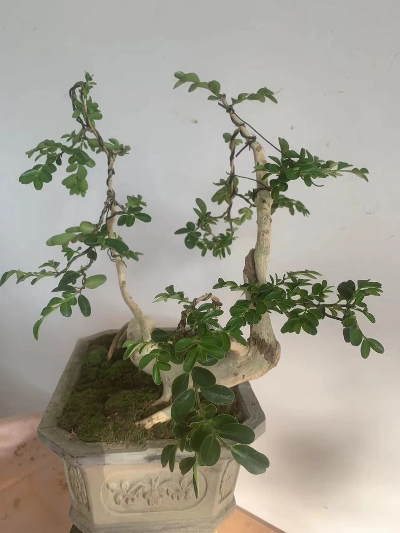 高山白皮瓜子黄杨造景盆栽