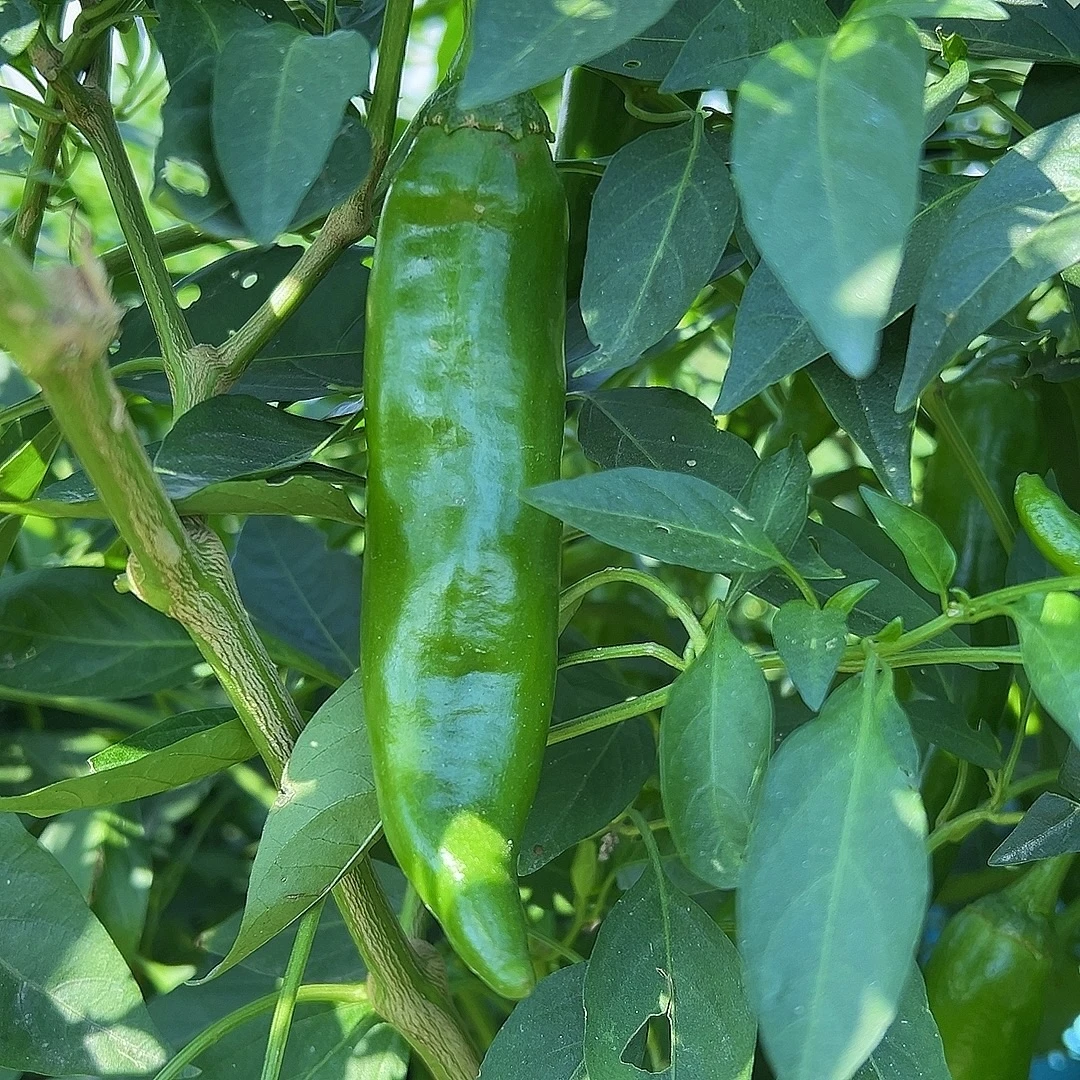 河南青辣椒露天种植青椒新鲜采摘发出清脆中辣牛角椒