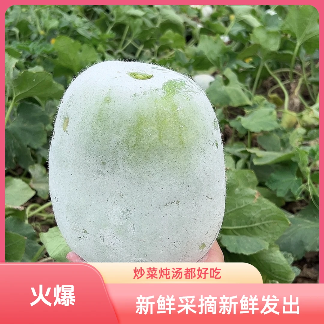 河南当季白冬瓜新鲜采摘新鲜发出炒菜炖汤都好吃
