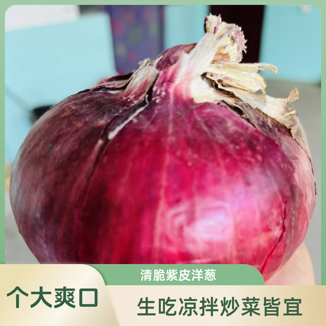 河南新洋葱清脆紫皮露天农家种植清甜爽口生吃凉拌炒菜新洋葱