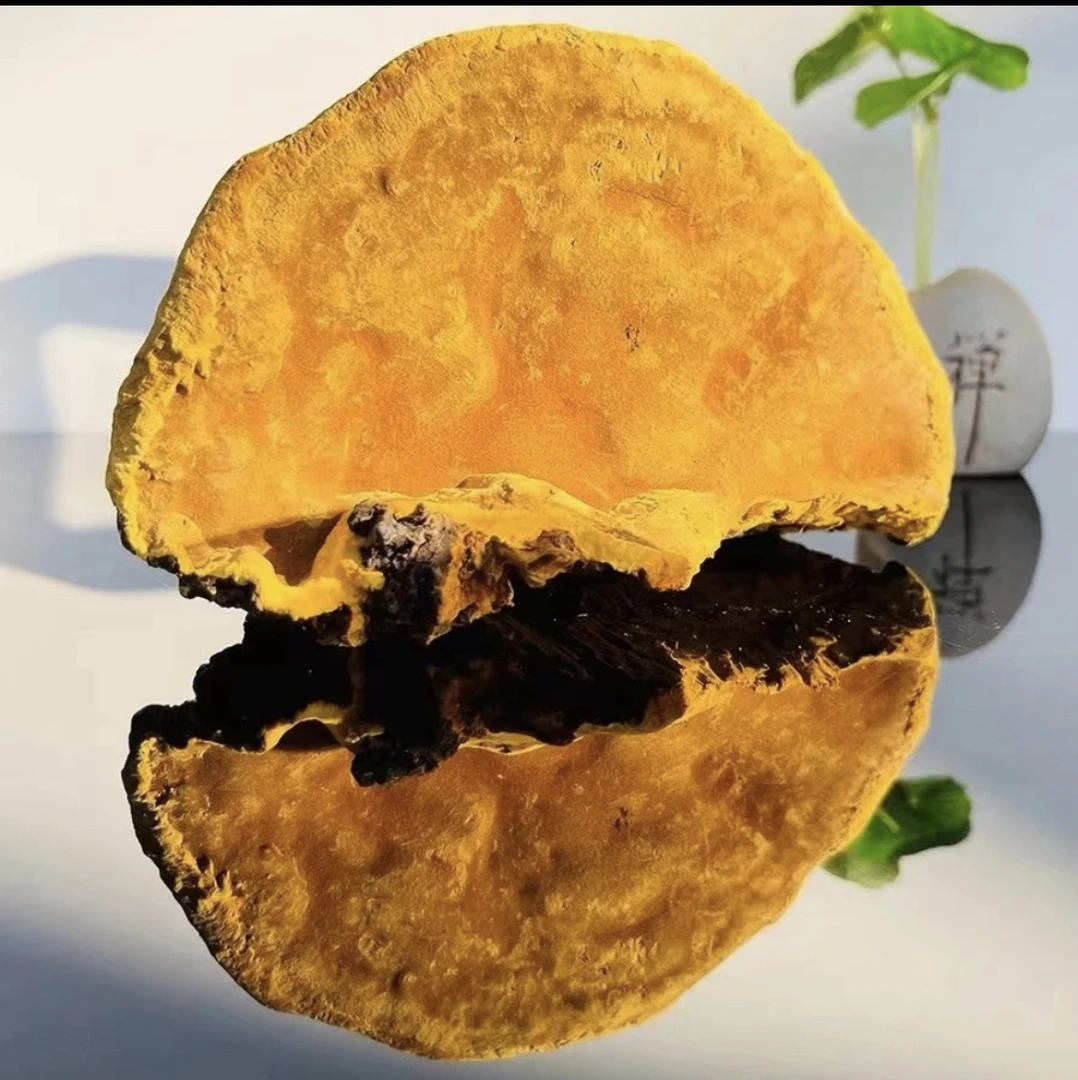 缅山特产 正宗 桑黄 带纹理 250克/500克 煮水 泡酒 正品
