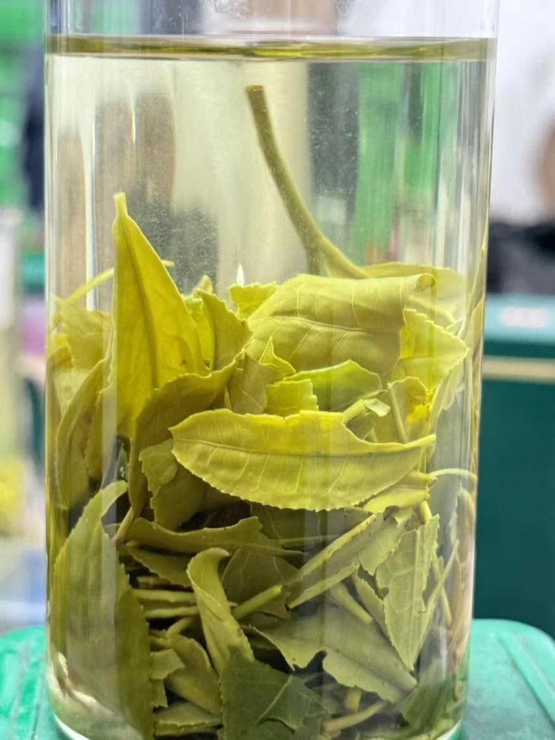 【四望山】2024信阳毛尖大叶口粮茶. 鲜嫩春茶