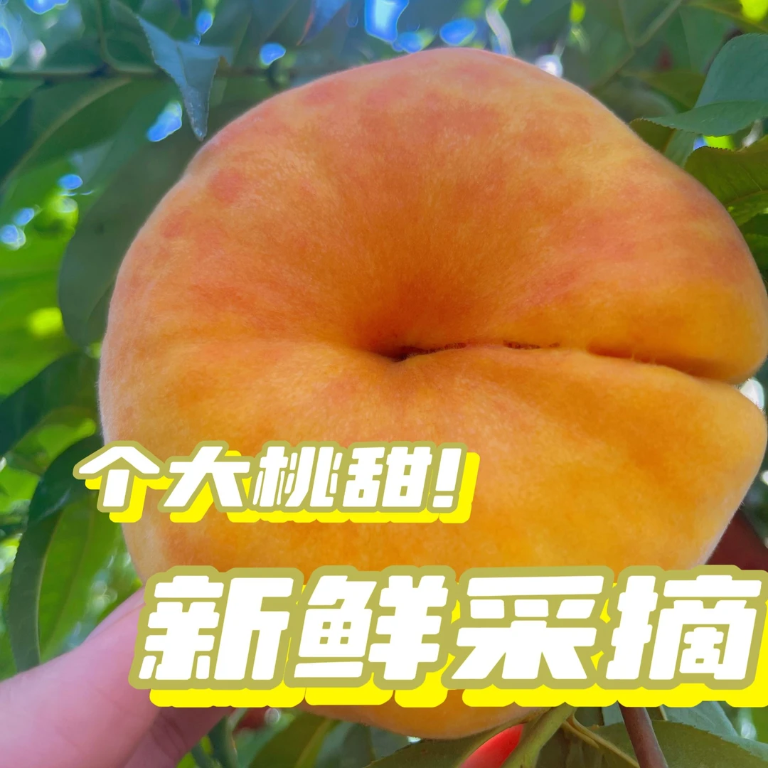 【十斤装】黄金毛蟠桃大果，现摘现发桃子香甜多汁，包赔送礼老少皆宜