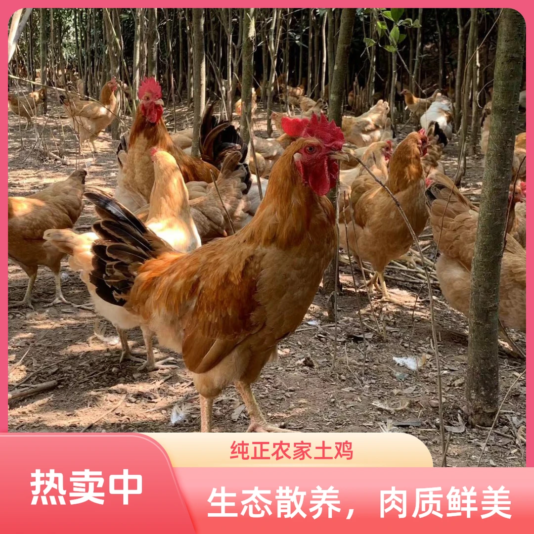 [两只装] 皖南童子鸡高山农家散土鸡全粮喂养仔公鸡走地鸡跑山鸡