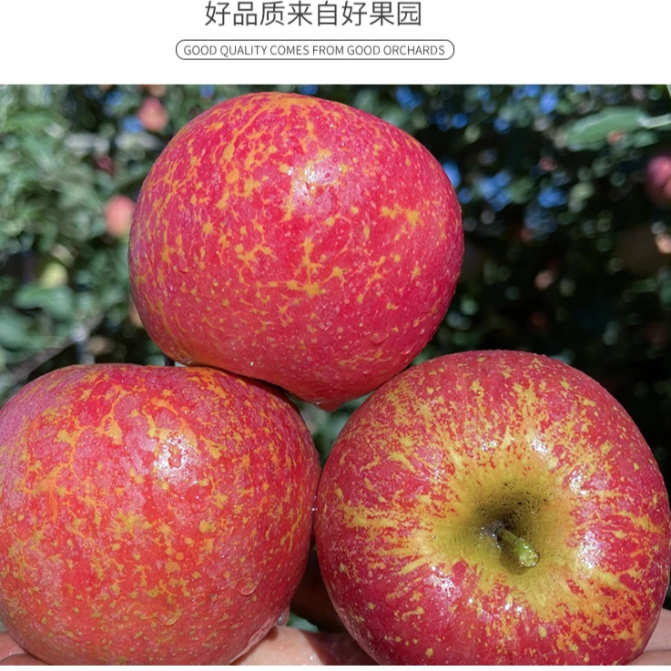 【坏了包赔】云南昭通丑苹果现摘现发5斤10斤水果新鲜多汁