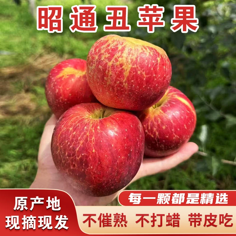 云南昭通甜蜜苹果新鲜水果现摘现发丑苹果4.5斤9斤