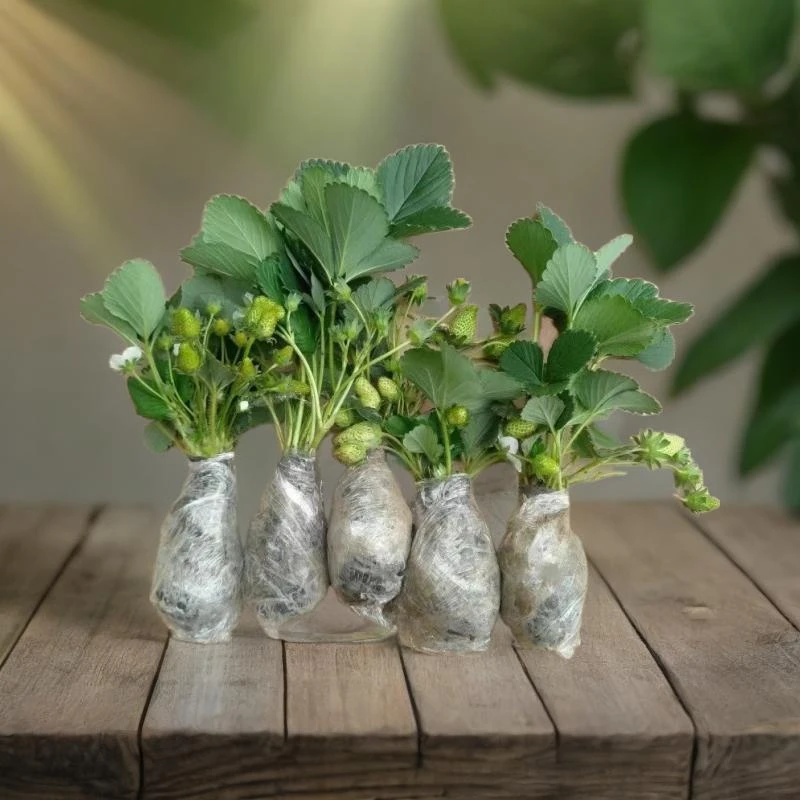 (20天结果)奶油草莓秧苗盆栽四季草莓苗南方北方种植当年结果室内