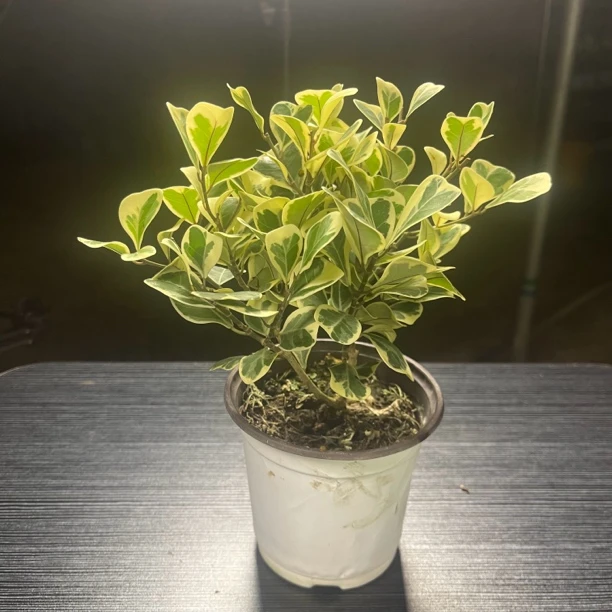 3号链接  金边心叶榕 网红新品 稀有金边心叶榕