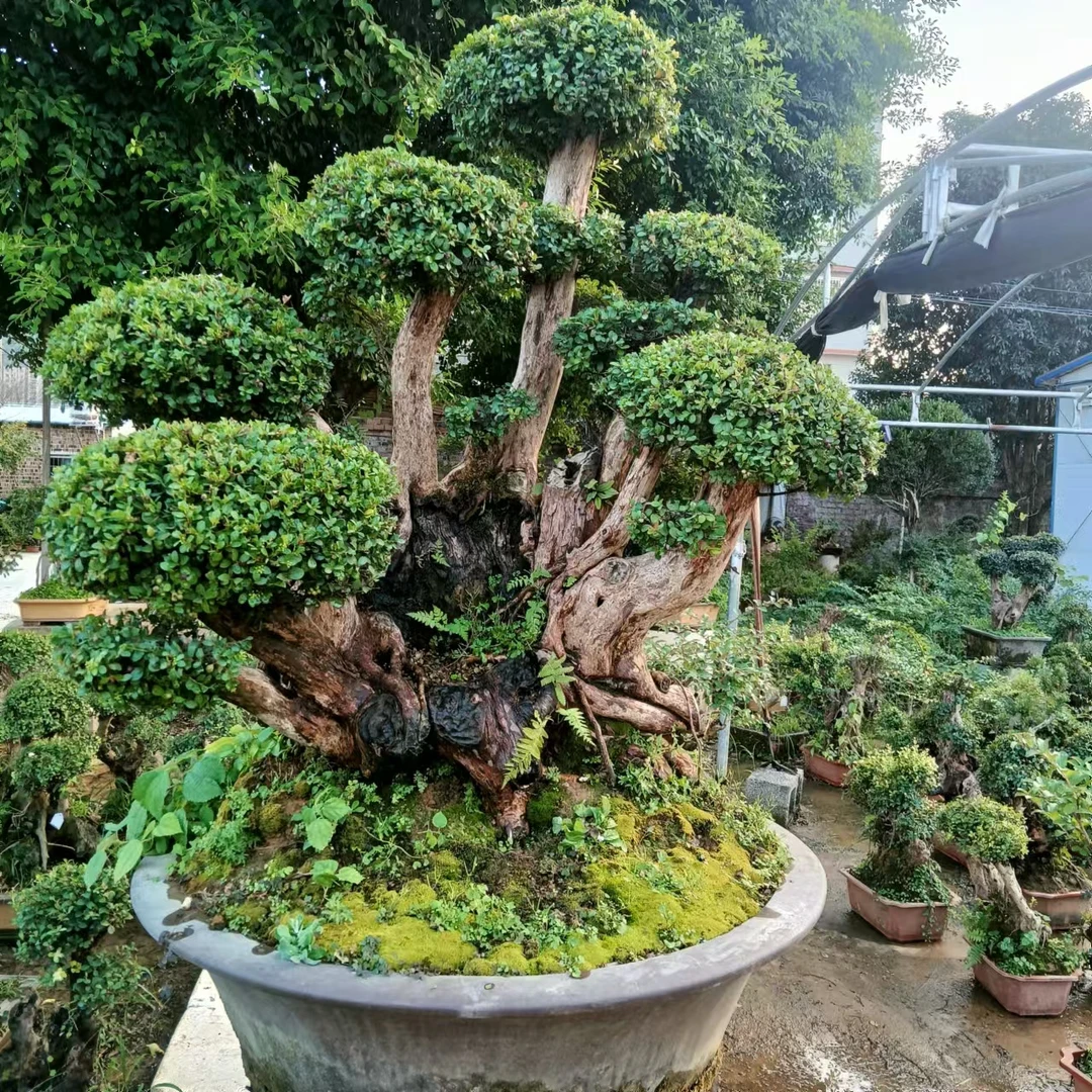 原生小叶赤楠盆景(直播间一物一拍）