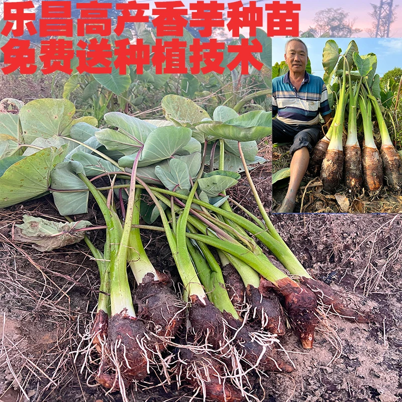 2024年新采挖正宗乐昌炮弹香芋种苗种子高产芋头（双行种植）