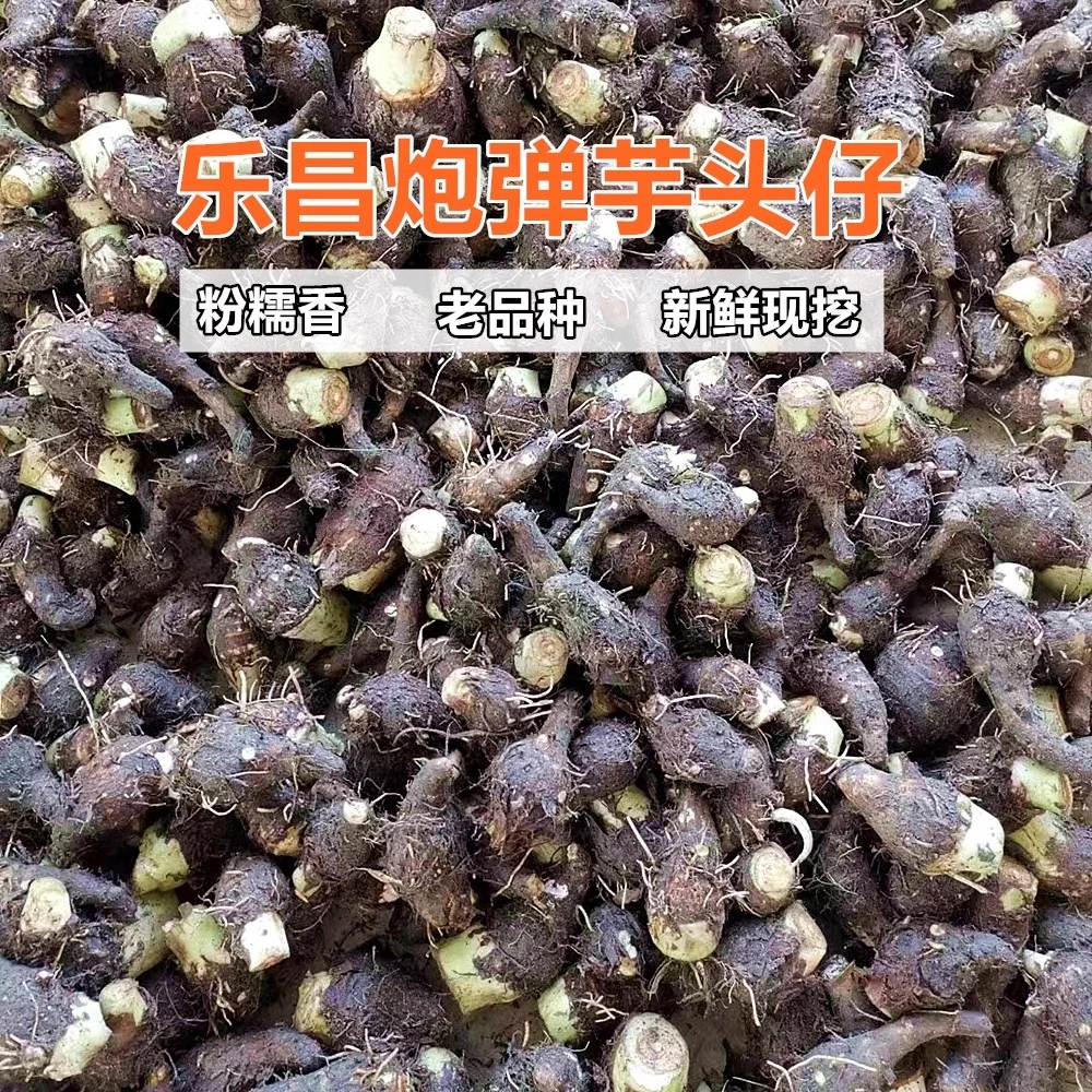 广东热销正宗乐昌芋艿炮弹芋头仔小香芋5斤10斤可蒸煮做糖水丸子