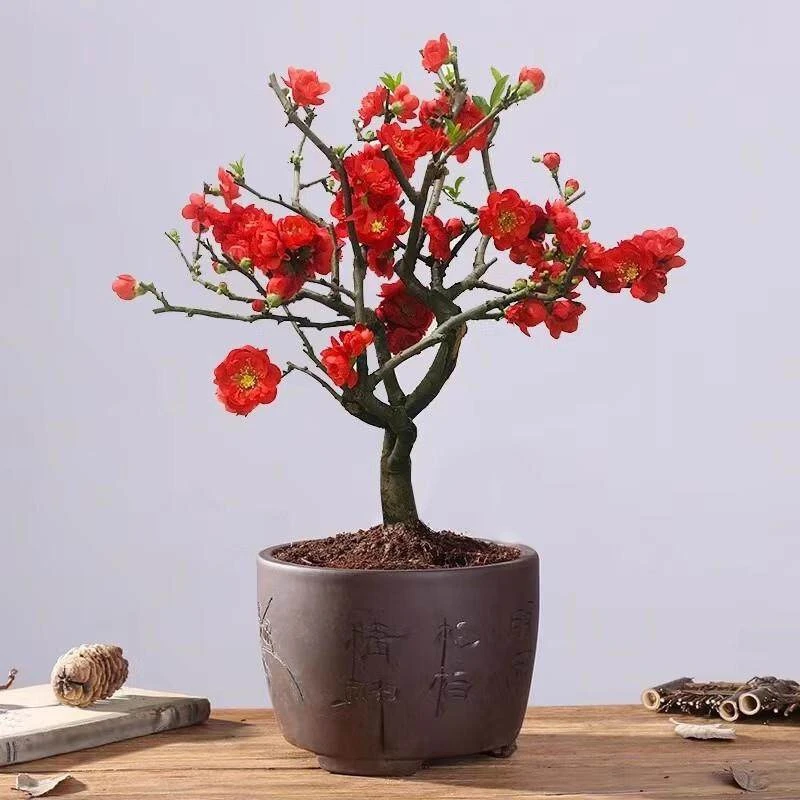 玫瑰海棠花盆栽带花苞树苗老桩盆景庭院四季阳台植物室内花卉绿植