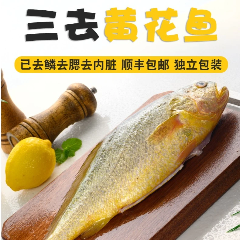 三去霞浦大黄鱼黄花鱼免杀