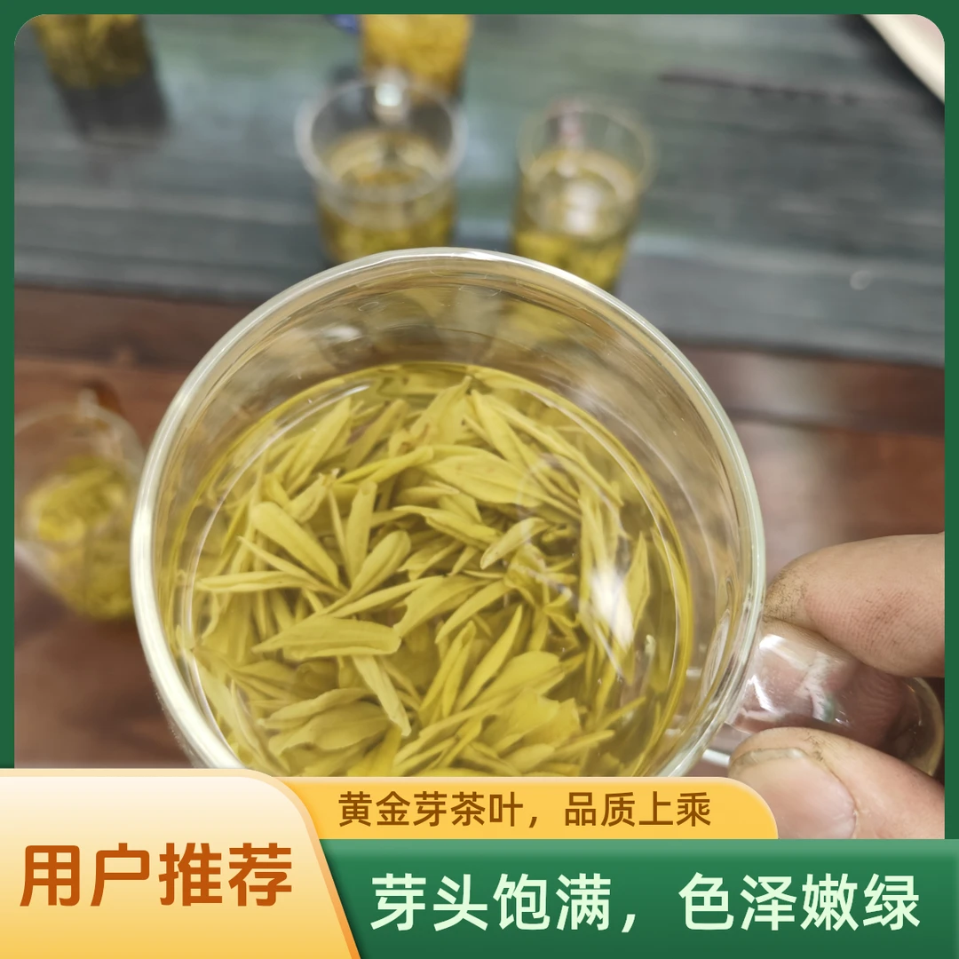 雨前黄金芽浓香耐泡豆香味高山云雾绿茶A7
