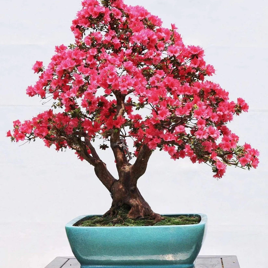 百年紫花杜鹃老桩盆景  放漏 一物一拍（有问题联系客服）盆栽