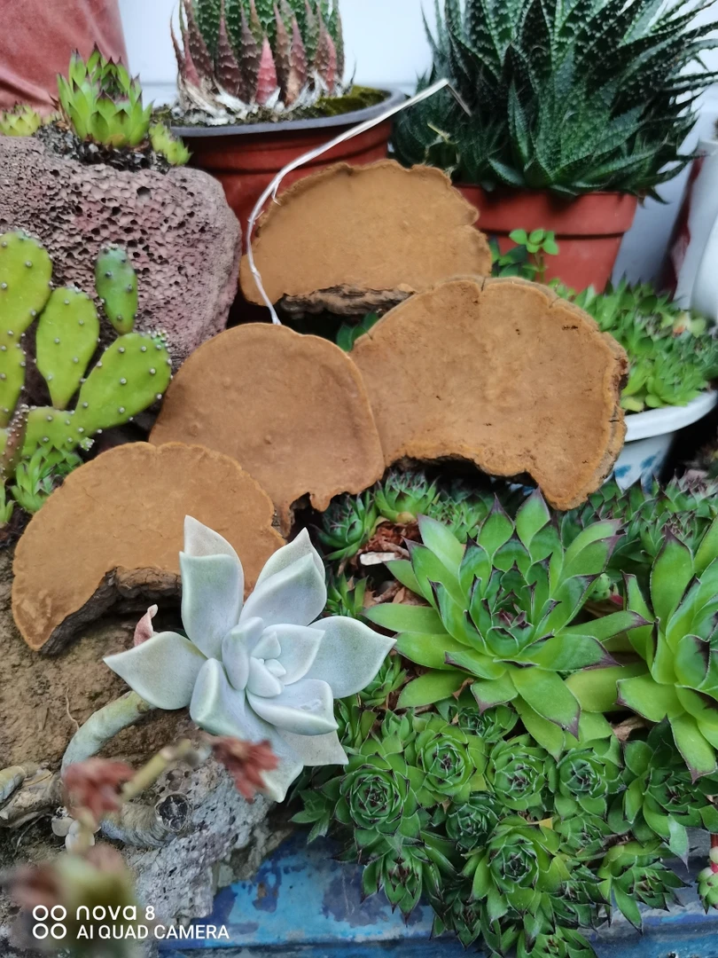 （小林山里味）云南高原山货土货正宗桑，黄250，500g食用农产品