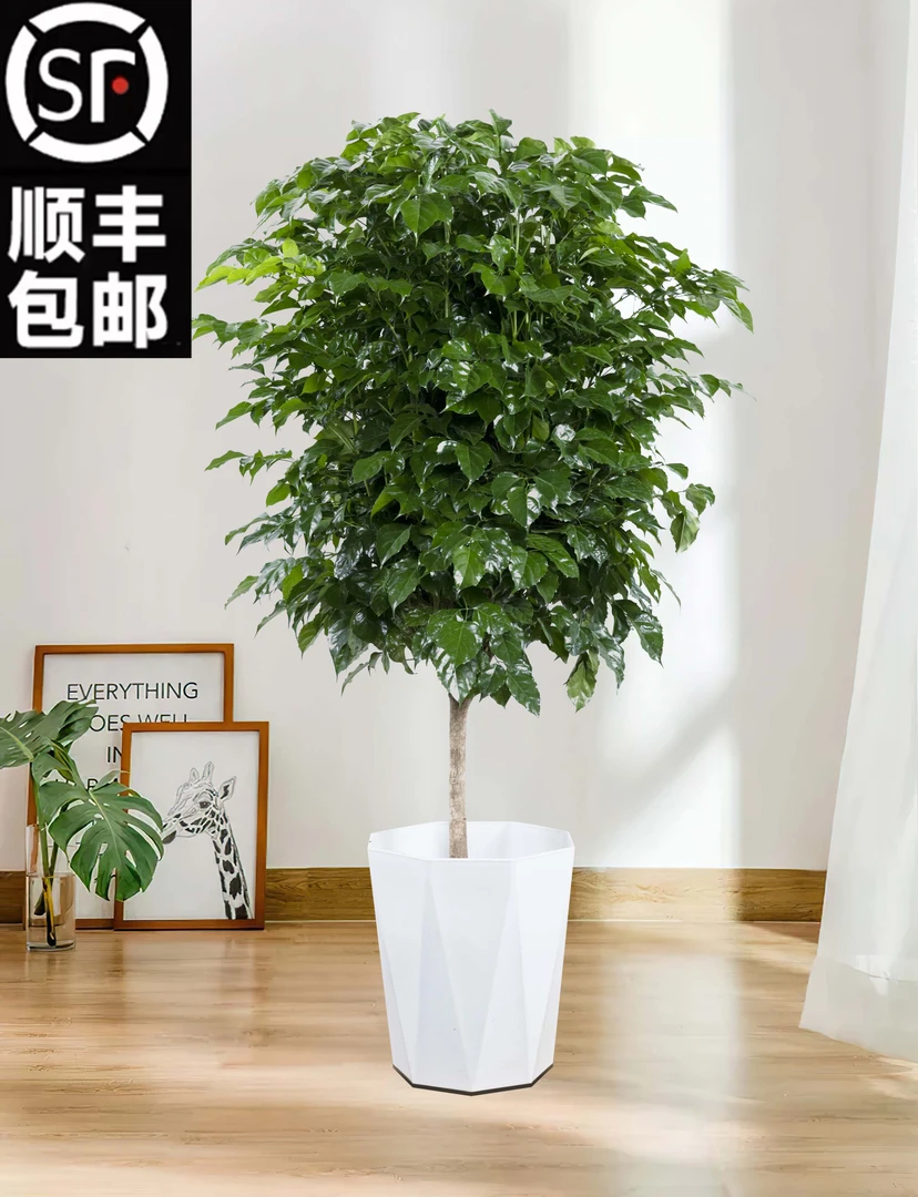 【顺丰包邮】1.4-1.5米棒棒糖独杆幸福树绿宝网红绿植室内净化空气