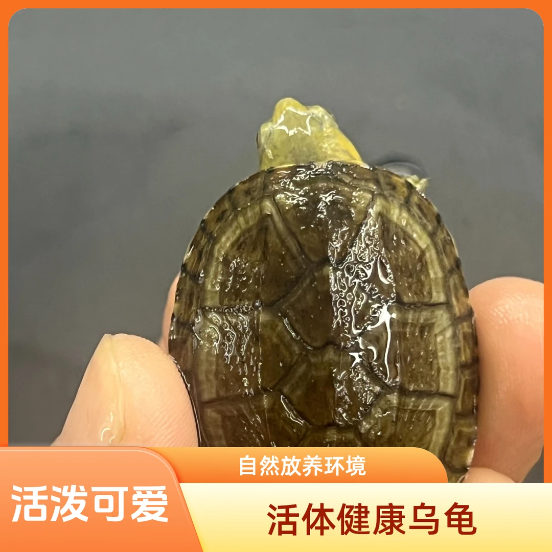 红面蛋龟苗活体泥龟水龟乌龟活物观赏龟宠物龟深水龟杂食招财龟