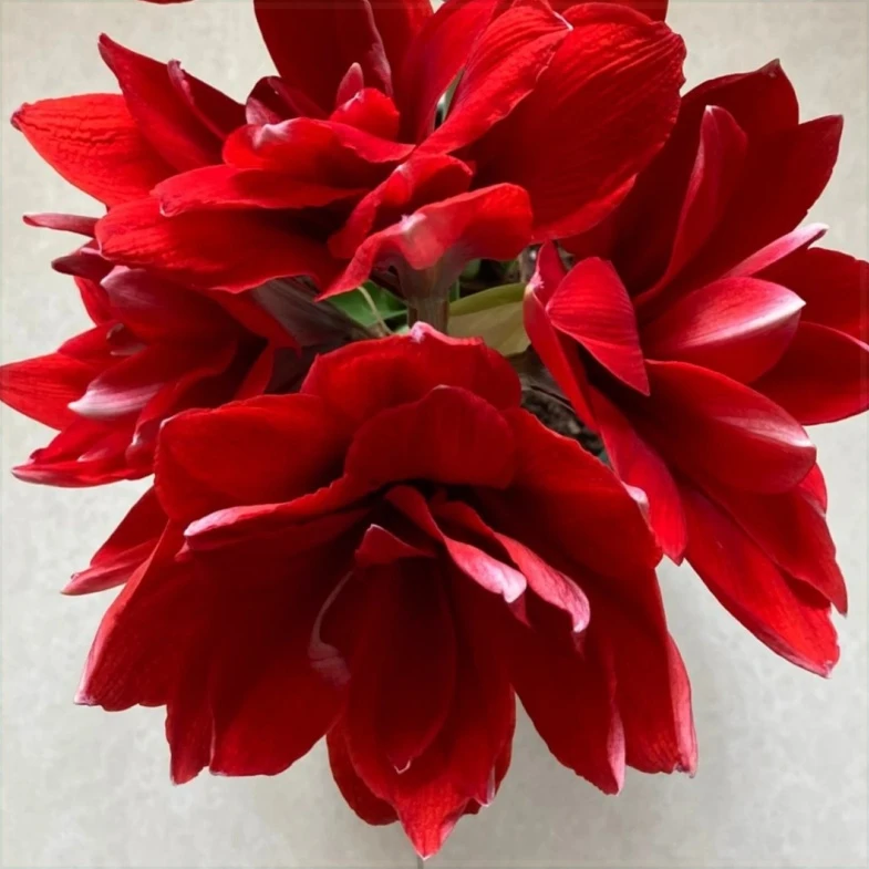 家里特级朱顶红多年生阳台种球四季重瓣大花土培进口正版四季开花