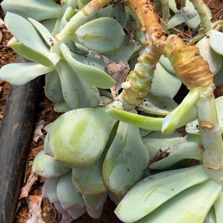 凤杂啊啊啊啊啊啊啊啊啊