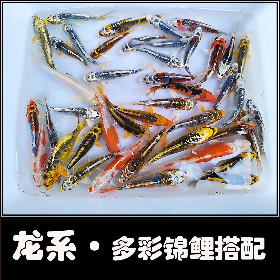 观赏鱼德系蓝龙鱼活体冷水龙凤锦鲤鲤鱼鱼苗金鱼纯种孔雀风水招财