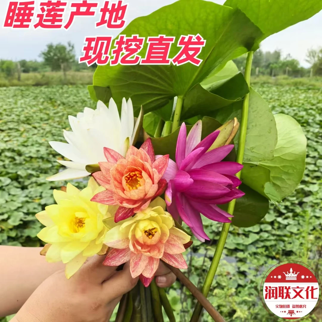 睡莲观赏荷花绿植花卉水培植物盆栽绿化基地对版水池鱼缸庭院阳台