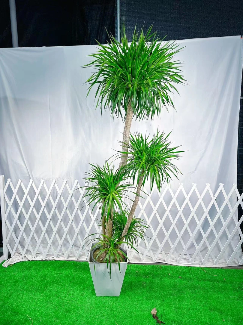 四层发货原生老桩大植物树生长卧室双层造型款多种丛生基地原胶盆