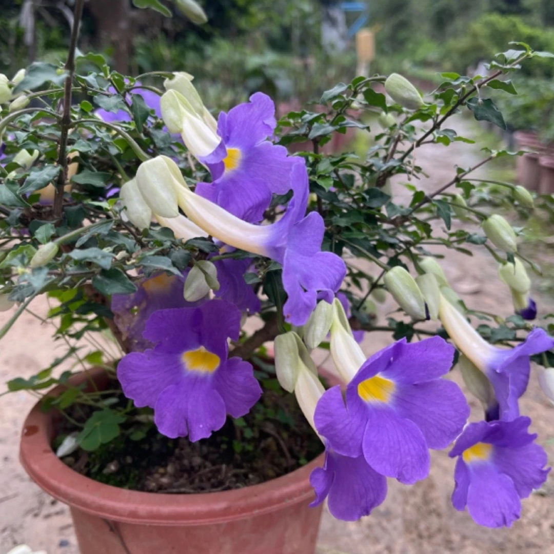老鸭嘴花苗牵牛花苗四季开花阳台庭院室外植物易养的灌木花卉