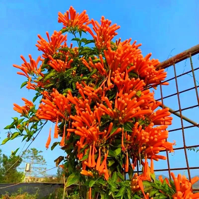 炮仗花爬藤植物鞭炮花苗攀爬绿植庭院围墙常青垂吊花卉植物