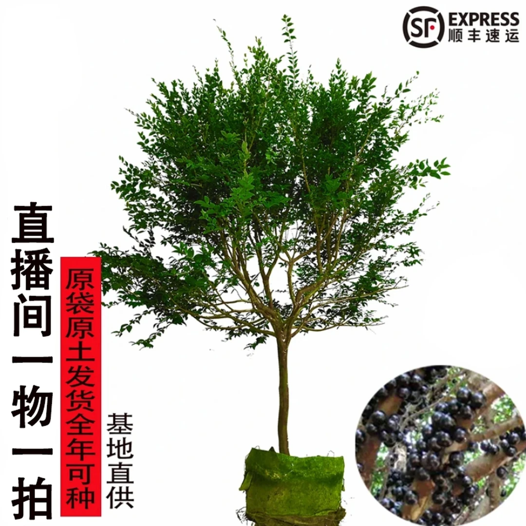 沙巴一物一拍美观地栽盆栽发货种植枝条下单生长施肥正常尺寸