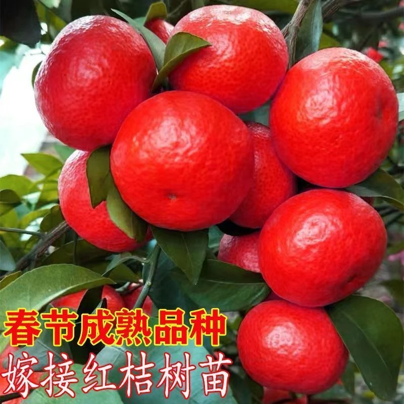 红桔子树苗正宗红蜜桔苗无核春节红桔子苗嫁接柑橘苗南方北方种植