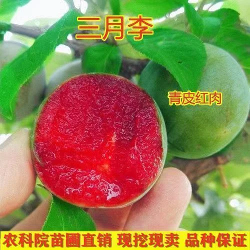 嫁接新品种早熟三月李清脆红心蜂糖脱骨脆红李南北方四季种植盆栽