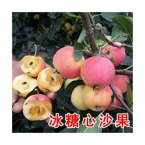 沙果树苗大秋果小苹果黄太平冰糖心沙果耐寒南方北方果树苗