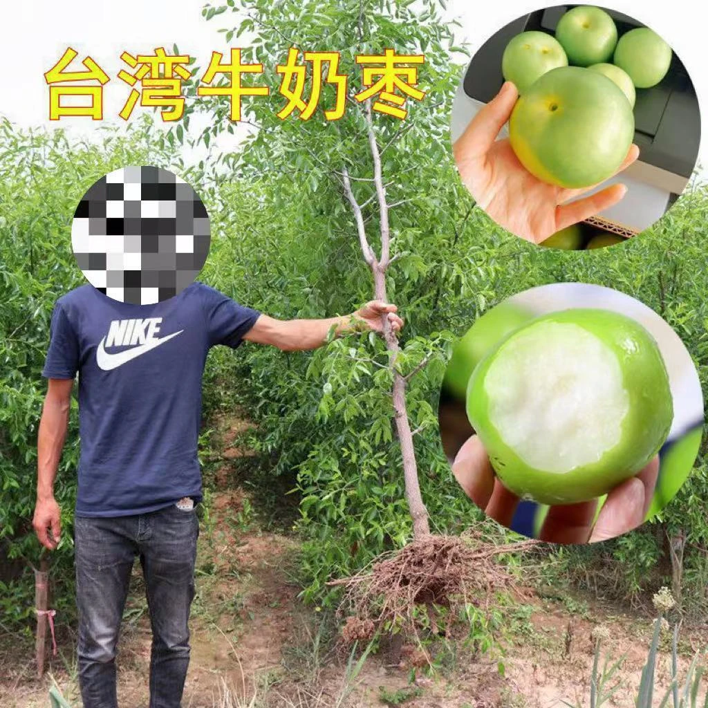 台湾大青枣树苗贵妃蜜枣脆甜牛奶蜜丝枣树苗南方北方种植果树