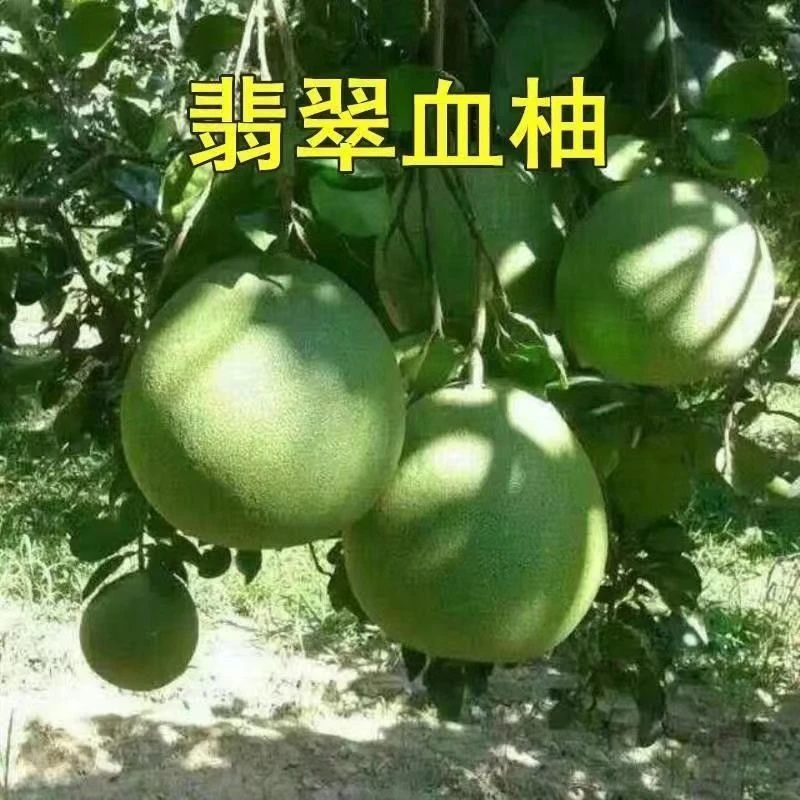 越南红心青柚苗 翡翠血柚苗 青皮红肉红心柚子树苗 当年结果树苗
