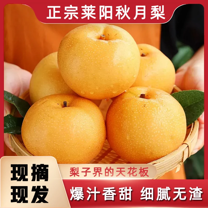 正宗莱阳秋月梨新鲜当季纯甜无渣食用即食脆甜皮薄大果口感好吃