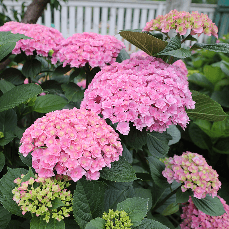 【太阳神殿】不带花多分枝云南露天绣球基地直发庭院地栽绿植原