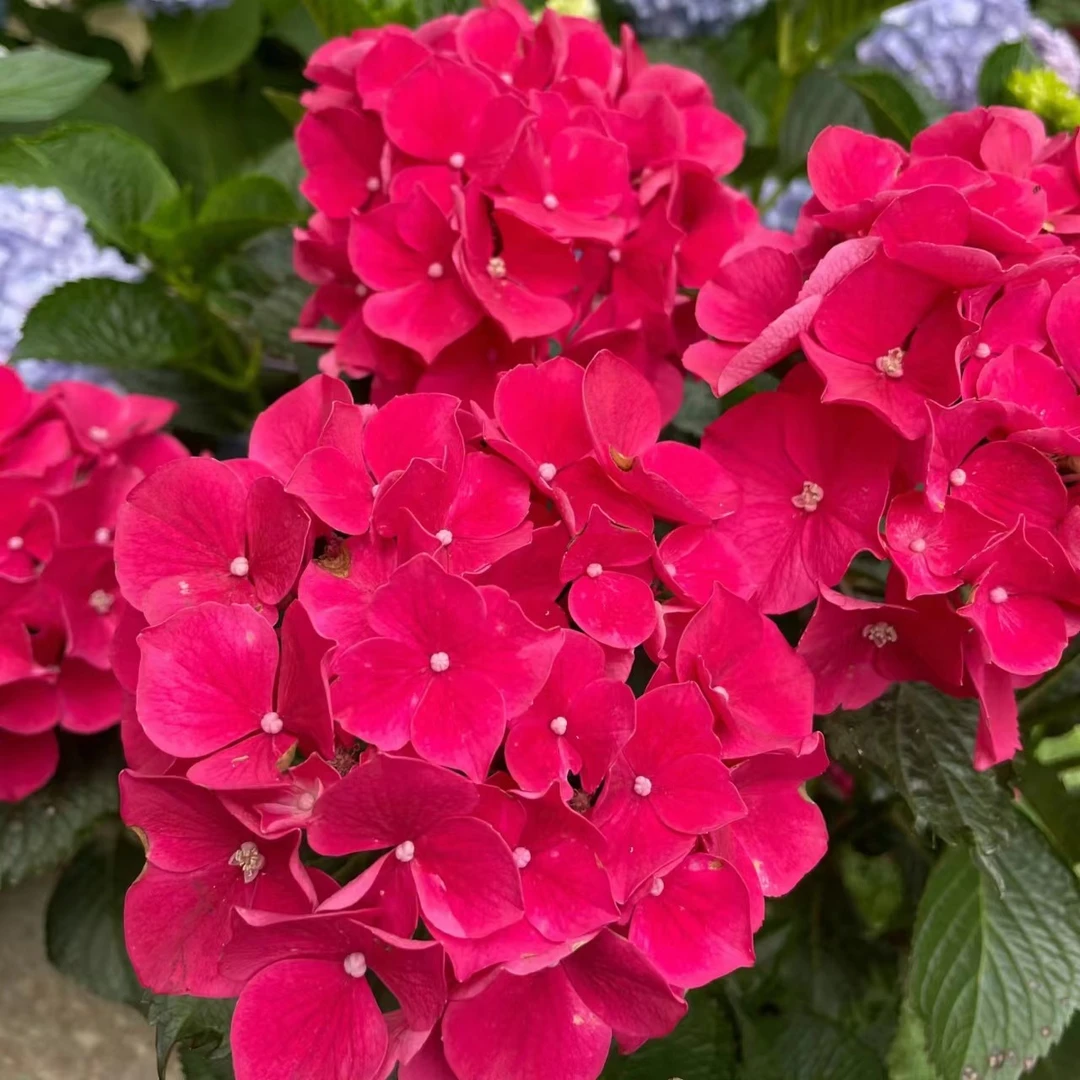 【魔幻红宝石桩子苗】大花绣球不带盆阳台庭院盆栽