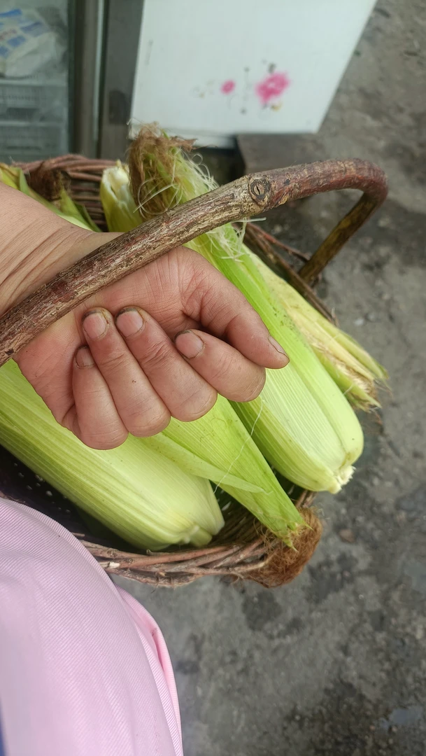 长白山，老品种玉米棒