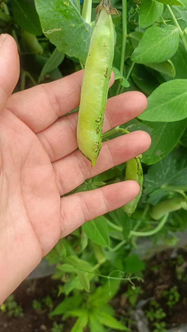 自己家种的豌豆小园里的