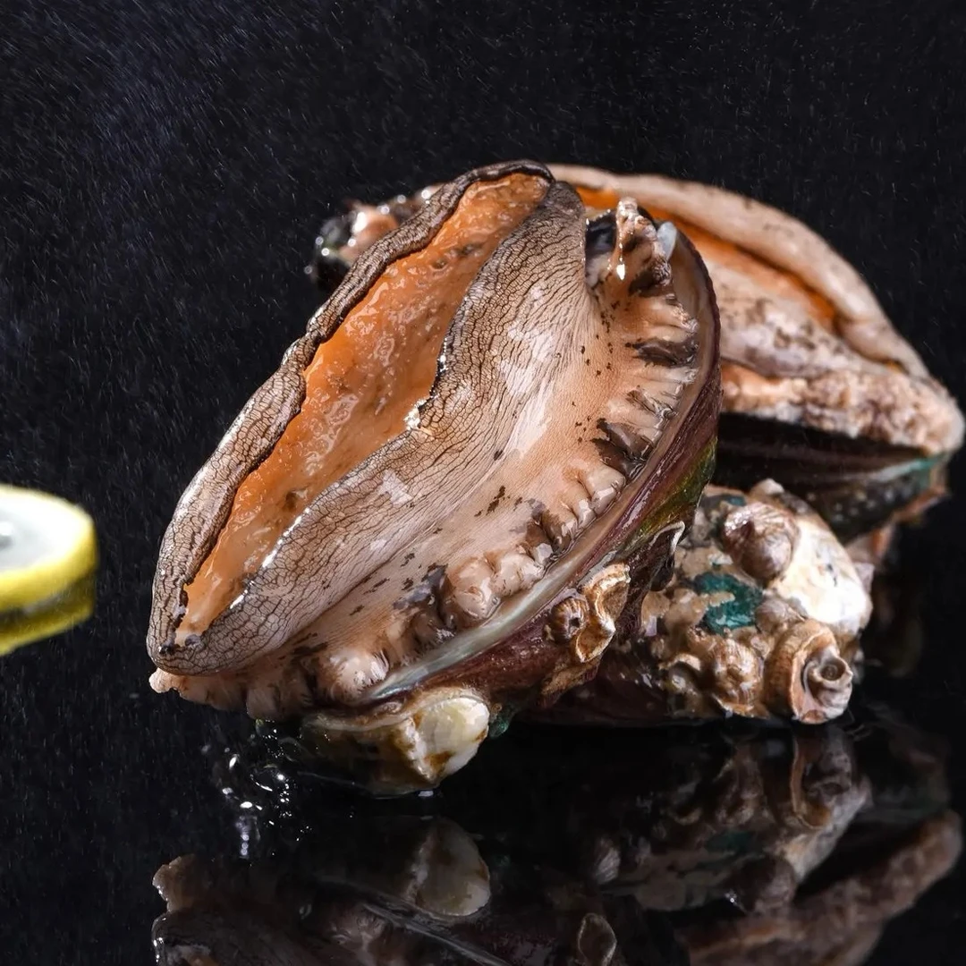福建东山岛海捕鲍鱼4-5头鲍7-8cm海鲜水产速冻锁鲜超大鲍鱼