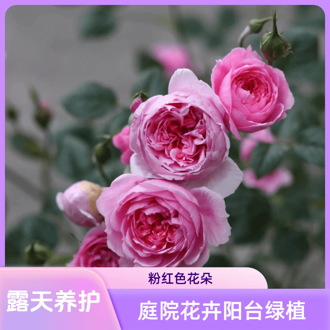 【铃之妖精】1.5加仑2-3年露天养护浓香型月季花2庭院花卉阳台绿植