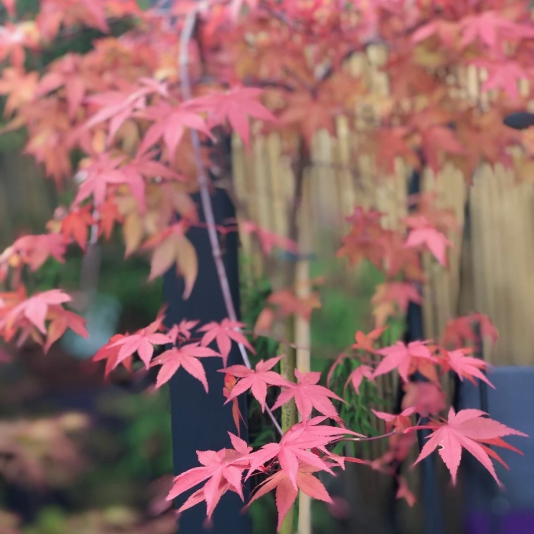 【红宝石瀑布】枫树岭花园阳台园林盆栽