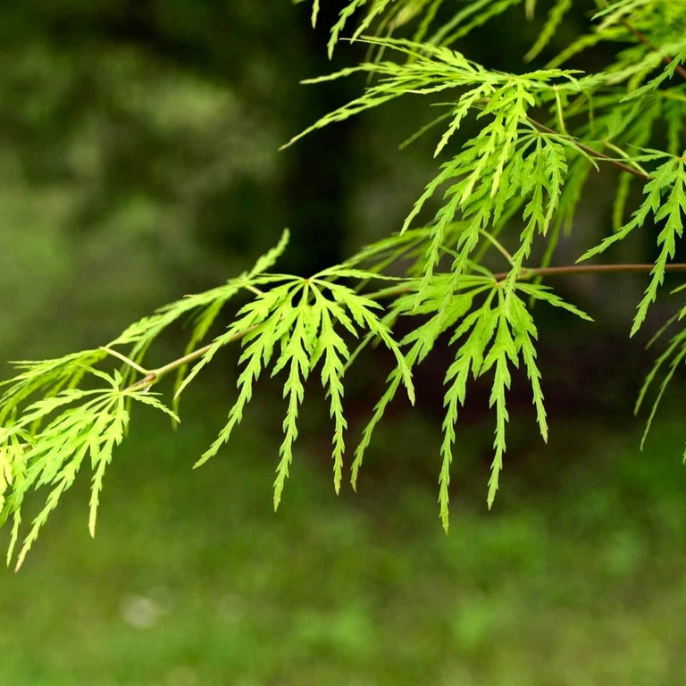 【青龙】盛之轩枫树岭日本红枫盆景盆栽（苗情详见直播间）